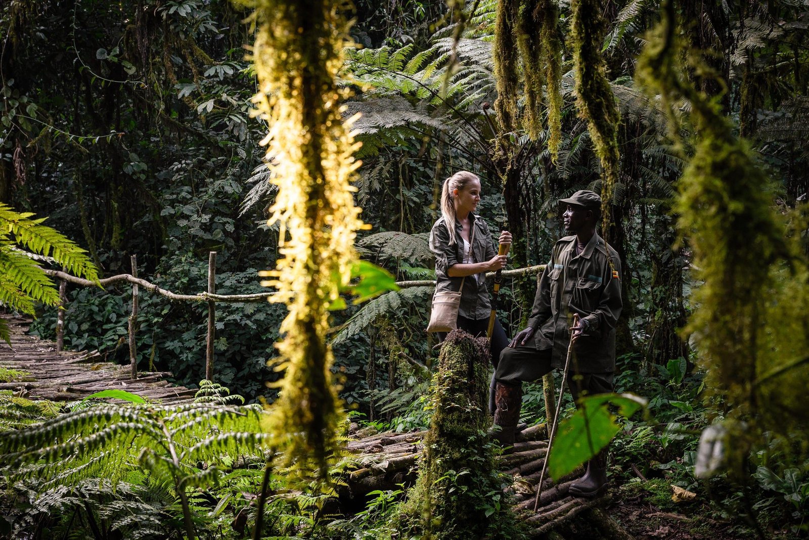 Learn from the Forest