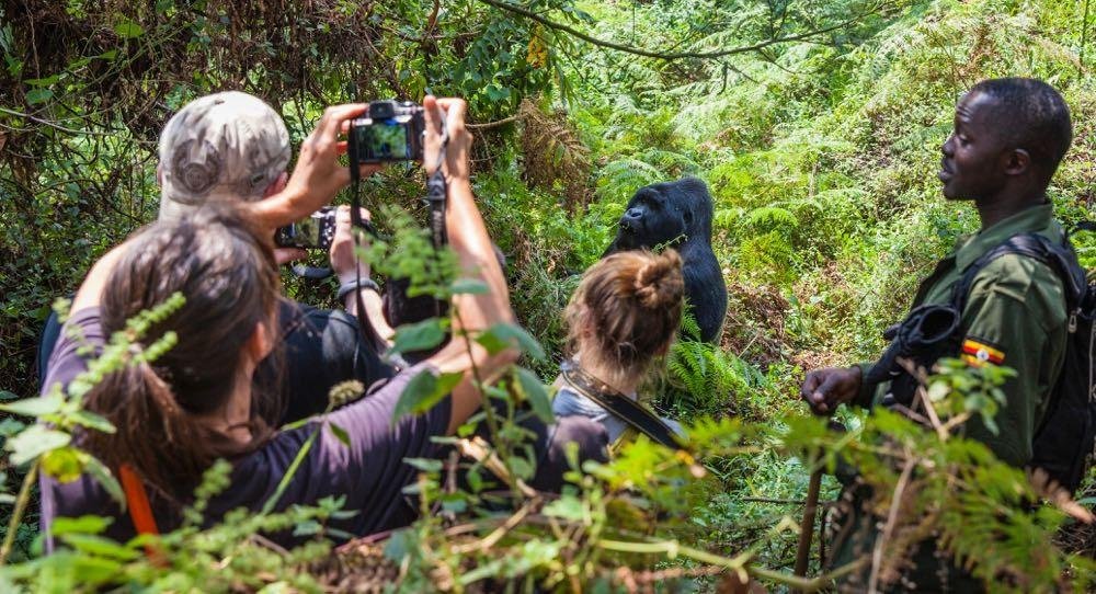 Gorilla Encounters