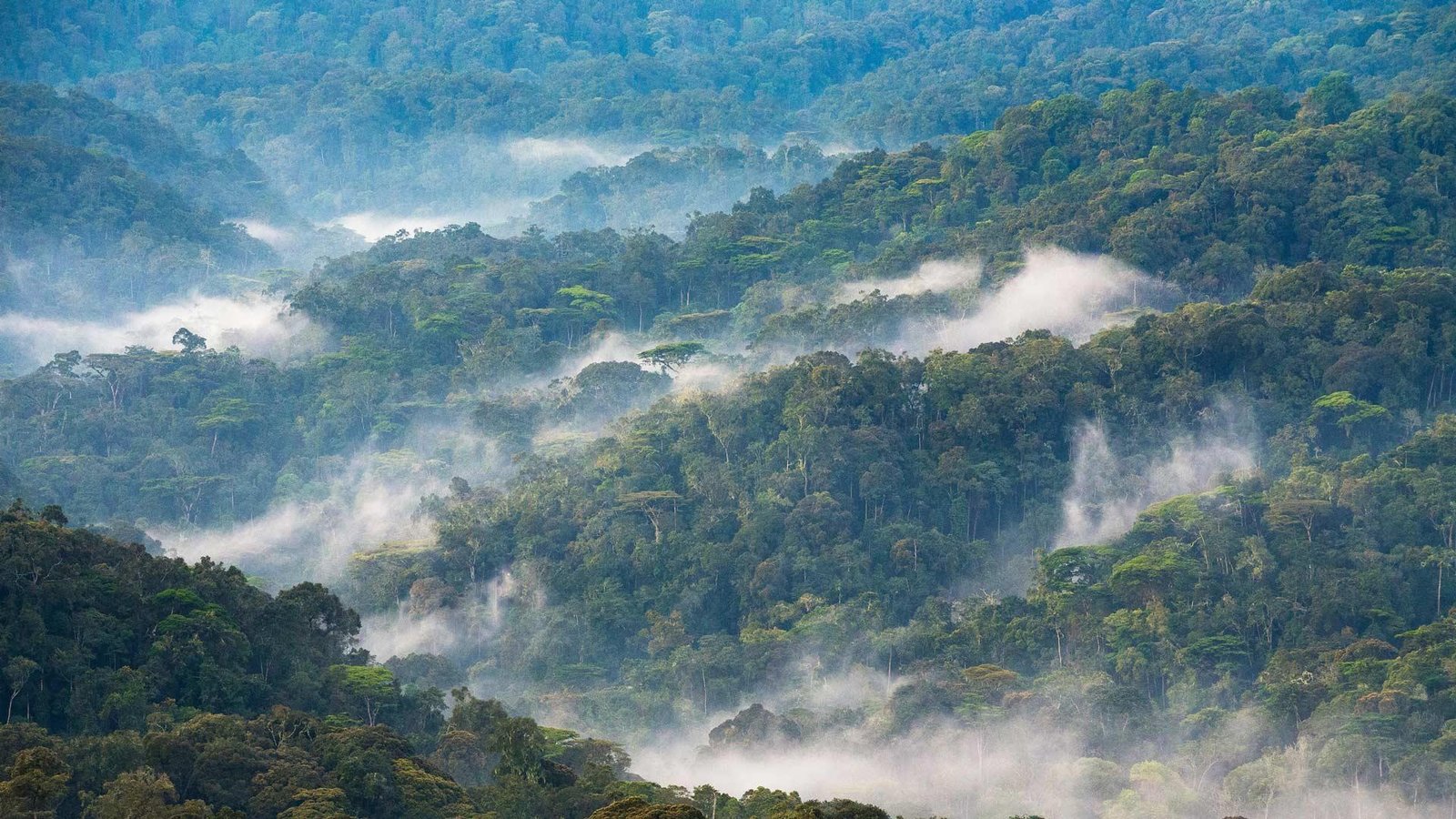 Above the Wild