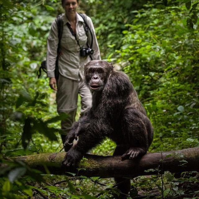 Chimpanzee Tracking