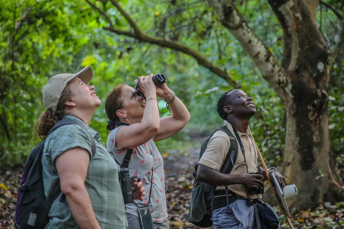 Into the Congo Forest Influence
