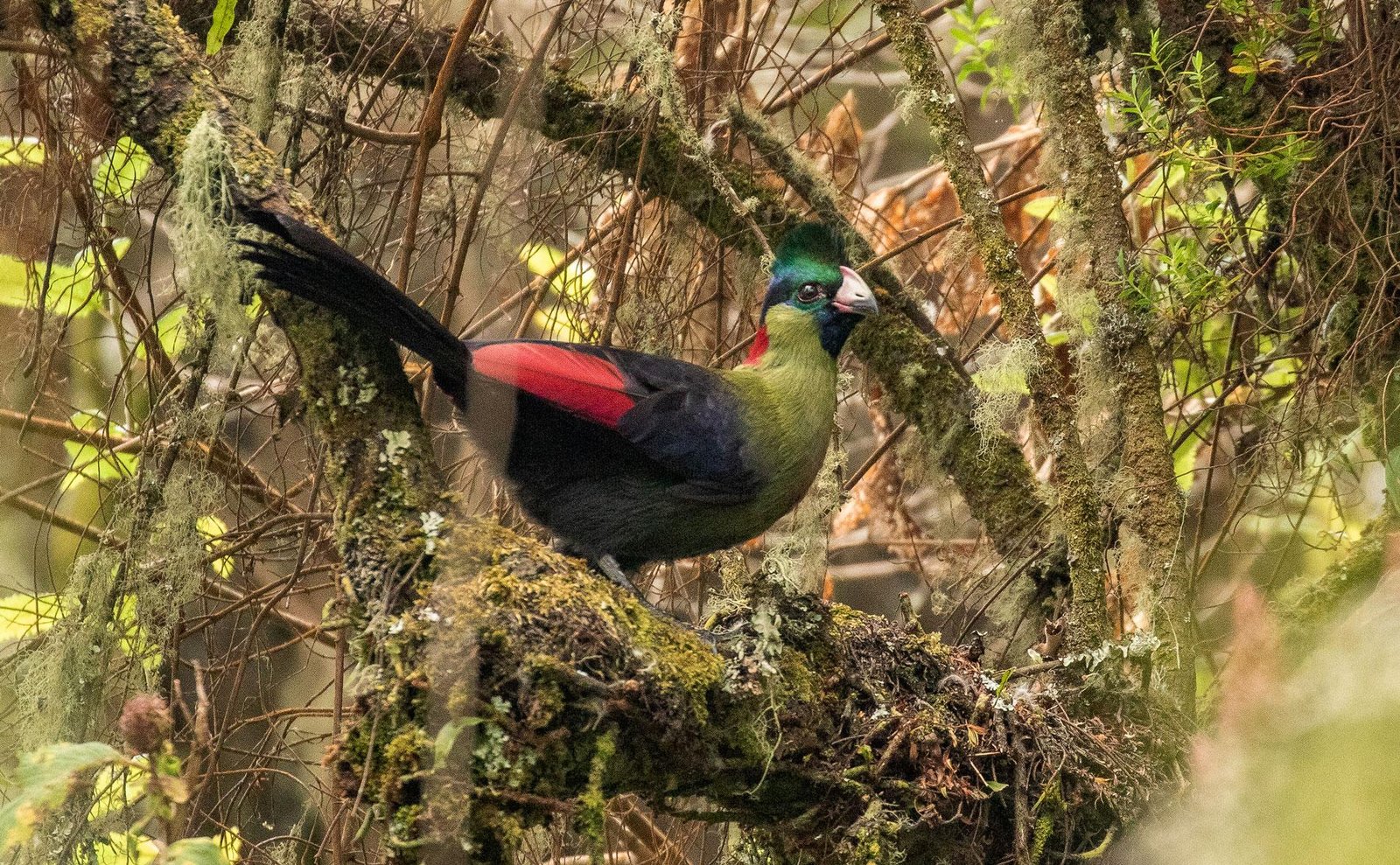 Birds Beneath the Mountains