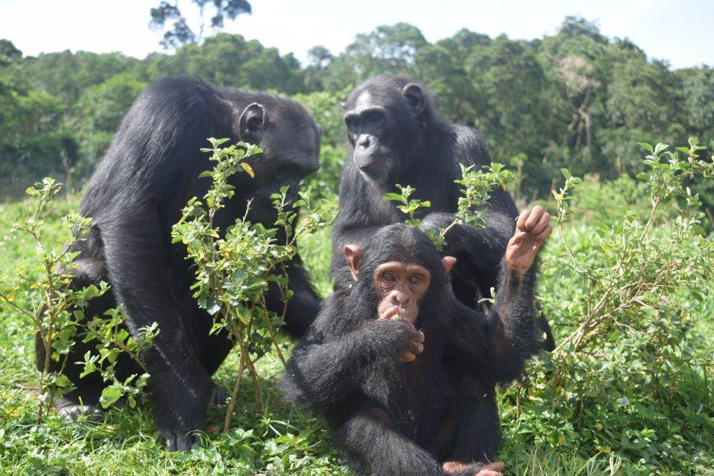 An Island for Chimpanzees