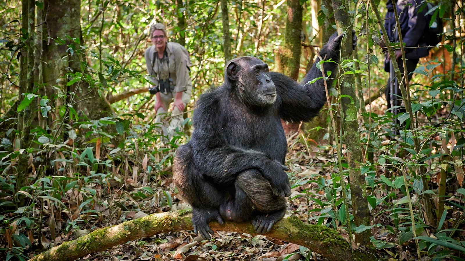 In The Company Of Great Apes